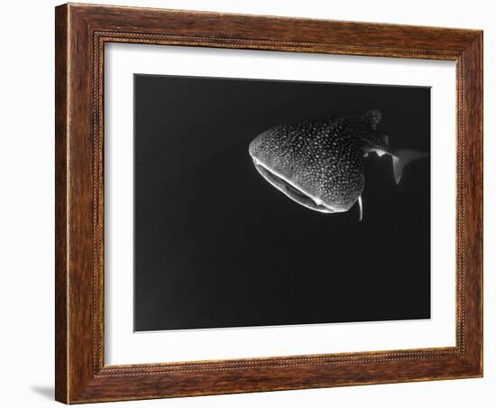 Djibouti, Bay of Tadjourah, A Whale Shark Swims Near the Surface in the Bay of Tadjourah-Fergus Kennedy-Framed Photographic Print