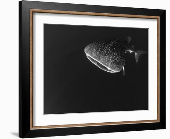 Djibouti, Bay of Tadjourah, A Whale Shark Swims Near the Surface in the Bay of Tadjourah-Fergus Kennedy-Framed Photographic Print