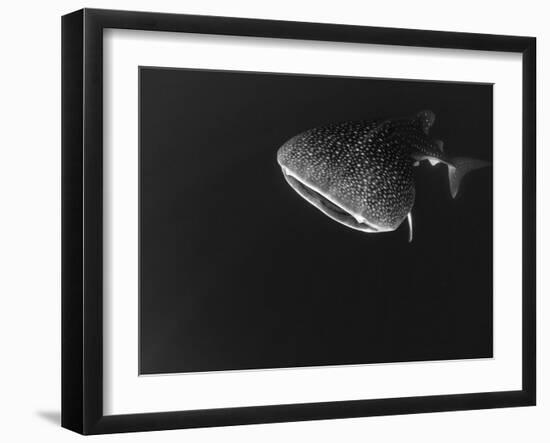 Djibouti, Bay of Tadjourah, A Whale Shark Swims Near the Surface in the Bay of Tadjourah-Fergus Kennedy-Framed Photographic Print