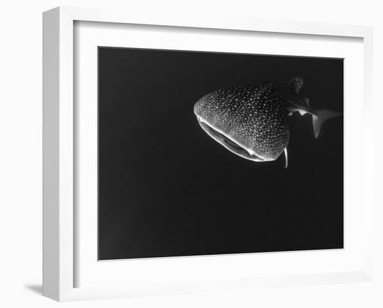 Djibouti, Bay of Tadjourah, A Whale Shark Swims Near the Surface in the Bay of Tadjourah-Fergus Kennedy-Framed Photographic Print