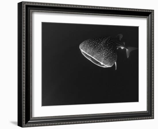 Djibouti, Bay of Tadjourah, A Whale Shark Swims Near the Surface in the Bay of Tadjourah-Fergus Kennedy-Framed Photographic Print