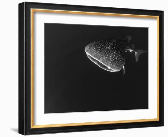 Djibouti, Bay of Tadjourah, A Whale Shark Swims Near the Surface in the Bay of Tadjourah-Fergus Kennedy-Framed Photographic Print