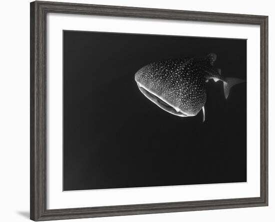 Djibouti, Bay of Tadjourah, A Whale Shark Swims Near the Surface in the Bay of Tadjourah-Fergus Kennedy-Framed Photographic Print