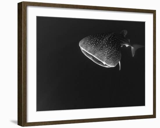 Djibouti, Bay of Tadjourah, A Whale Shark Swims Near the Surface in the Bay of Tadjourah-Fergus Kennedy-Framed Photographic Print