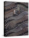 Zebras in Samburu National reserve, Kenya-DLI Agency-Stretched Canvas