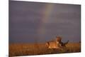 Premium Photographic Print