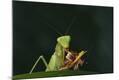 Photographic Print