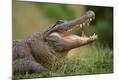 Photographic Print
