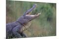 Photographic Print