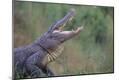 Photographic Print