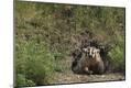 Photographic Print