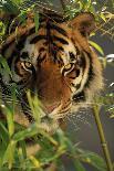 Bengal Tiger behind Bamboo-DLILLC-Photographic Print