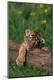 Photographic Print
