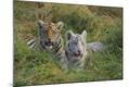 Photographic Print