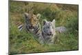 Photographic Print