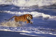 Bengal Tiger-DLILLC-Photographic Print