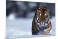 Premium Photographic Print