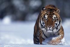 Bengal Tiger-DLILLC-Photographic Print
