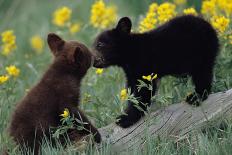 Black Bear Cubs Pecking-DLILLC-Photographic Print