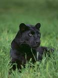 Black Panther Sitting in Grass-DLILLC-Photographic Print