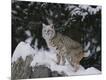Photographic Print