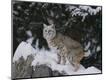 Photographic Print