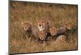 Photographic Print