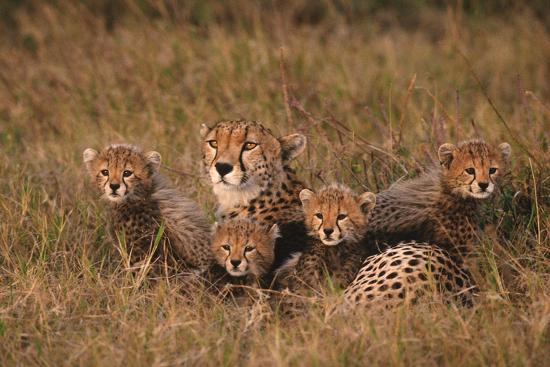 Photographic Print, , large