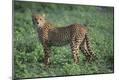 Photographic Print