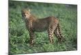 Photographic Print