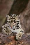 Clouded Leopard Cub-DLILLC-Photographic Print
