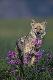 Premium Photographic Print