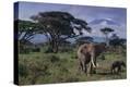 Stretched Canvas Print