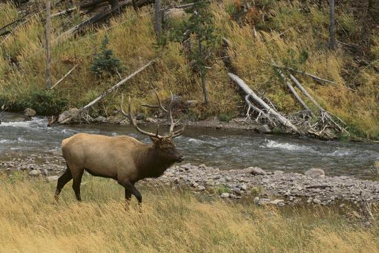 Photographic Print, , large