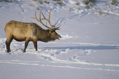 17+ What Colors Can Elk See