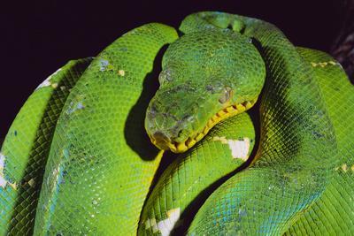 Stock photo of Green bush viper {Atheris chlorechis} captive, occurs  western Africa. Available for sale on