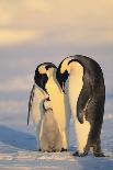 Emperor Penguin Parents with Baby-DLILLC-Photographic Print