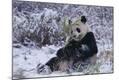 Photographic Print