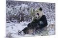 Photographic Print