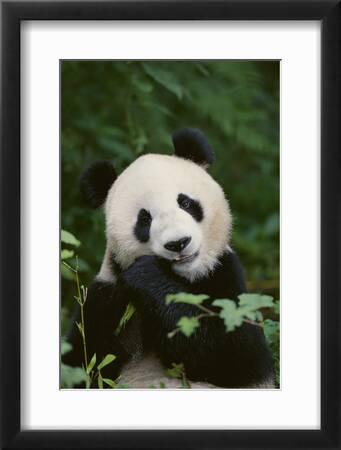 Poster Mural Géant A0 – Panda – Décoration Maison Grand Format – Beau Poster Nature