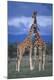 Premium Photographic Print