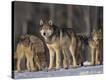 Stretched Canvas Print