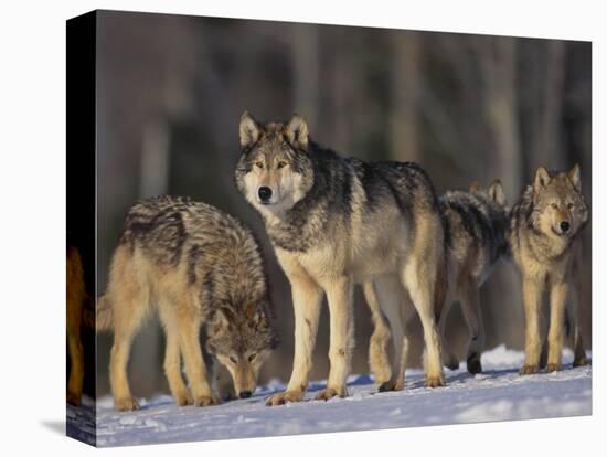 Stretched Canvas Print, , large