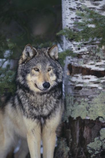 Photographic Print, , large