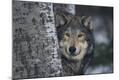 Photographic Print