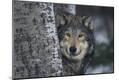 Photographic Print