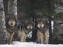 Gray Wolves in Forest-DLILLC-Photographic Print
