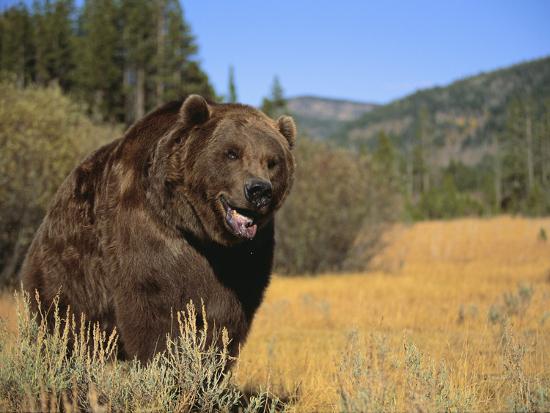 Photographic Print, , large