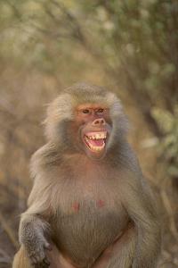 Hamadryas Baboon Baring Teeth by DLILLC