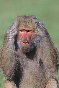 Hamadryas Baboon by DLILLC